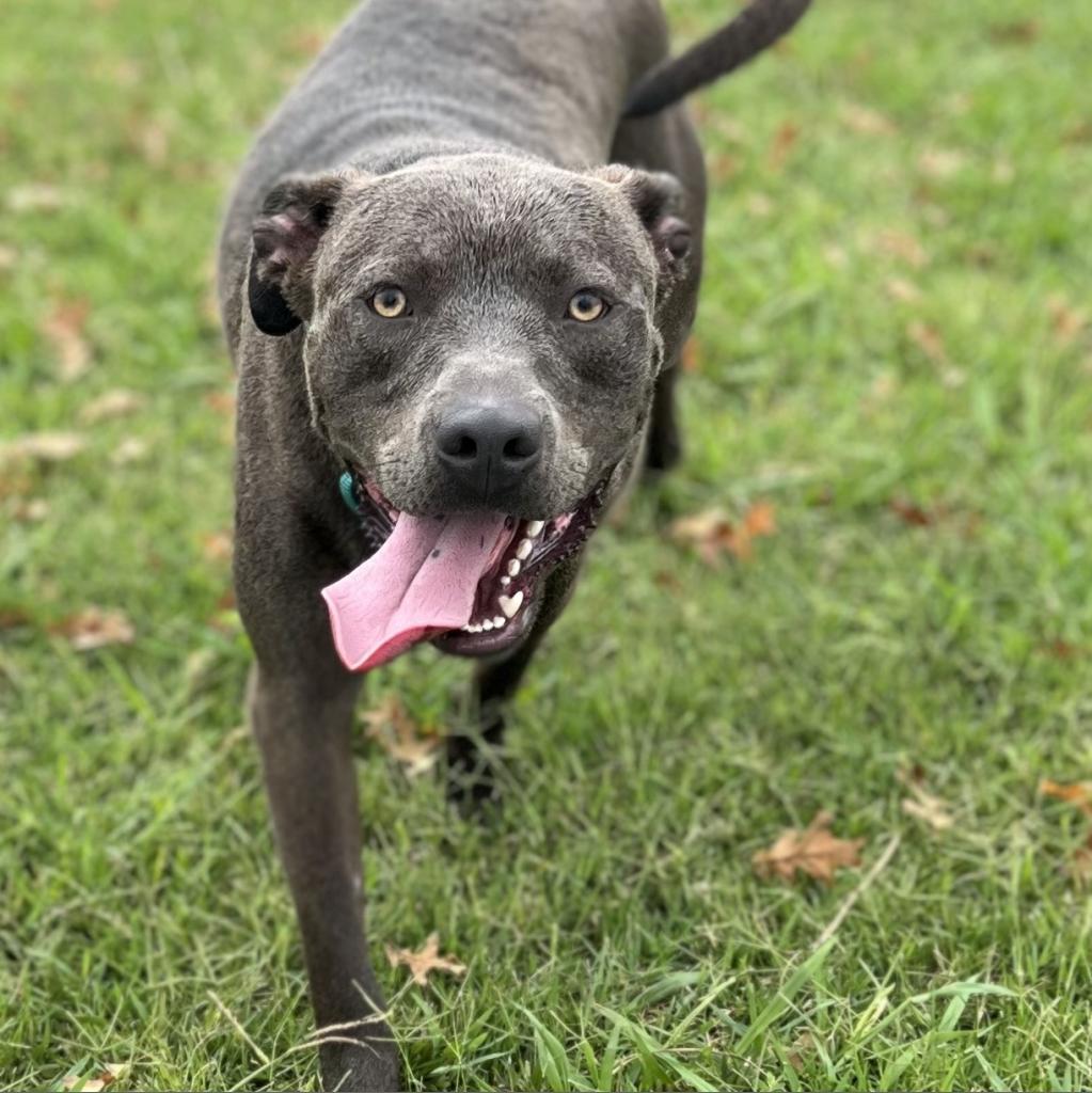 Blue, an adoptable Terrier in Clarksdale, MS, 38614 | Photo Image 4