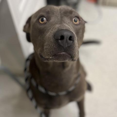 Blue, an adoptable Terrier in Clarksdale, MS, 38614 | Photo Image 5