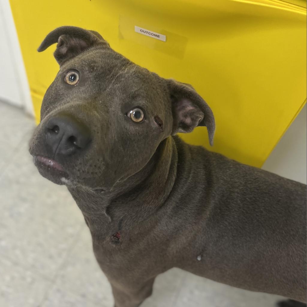 Blue, an adoptable Terrier in Clarksdale, MS, 38614 | Photo Image 5