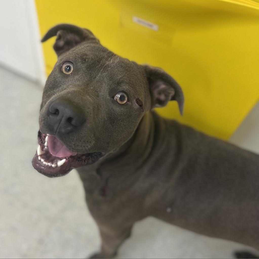 Blue, an adoptable Terrier in Clarksdale, MS, 38614 | Photo Image 5