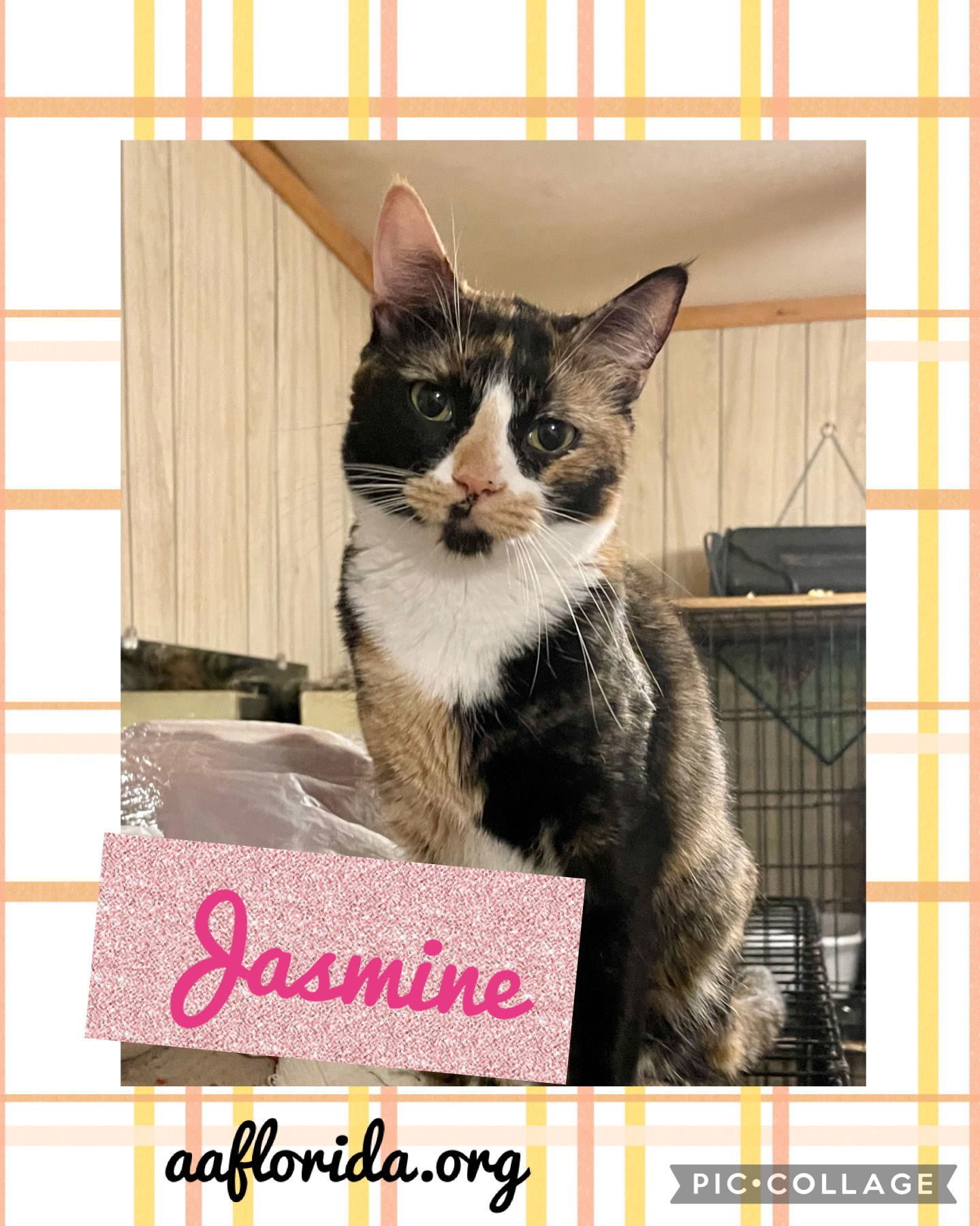 Jasmine, an adoptable Calico, Oriental Short Hair in Pensacola, FL, 32534 | Photo Image 1