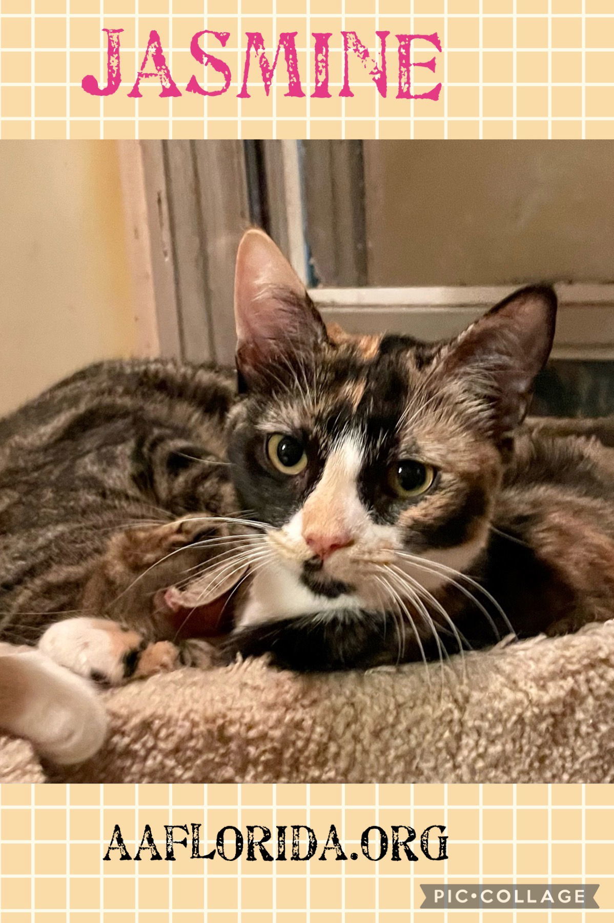 Jasmine, an adoptable Calico, Oriental Short Hair in Pensacola, FL, 32534 | Photo Image 2