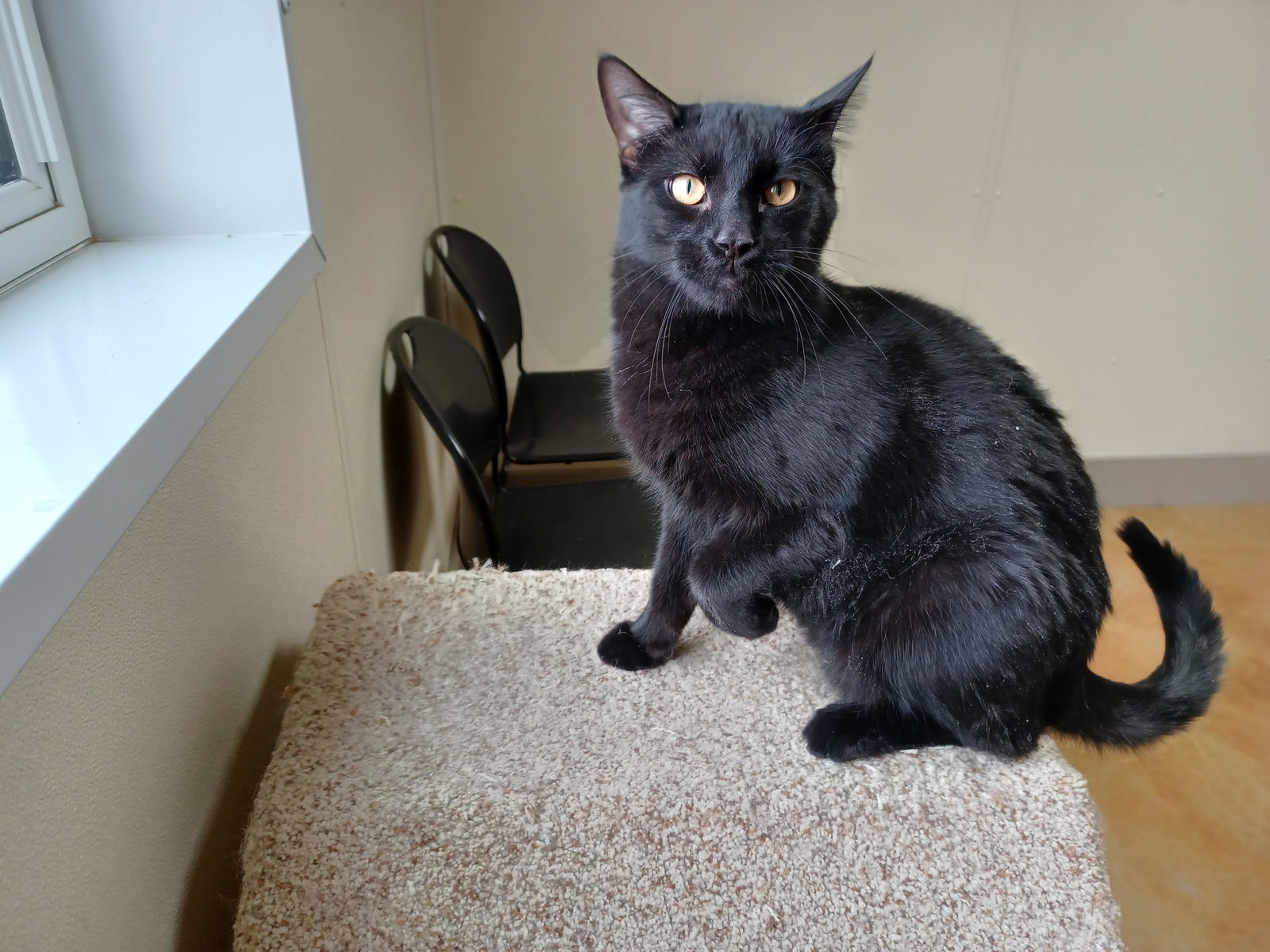 Fizz, an adoptable Domestic Short Hair in Austin, MN, 55912 | Photo Image 3