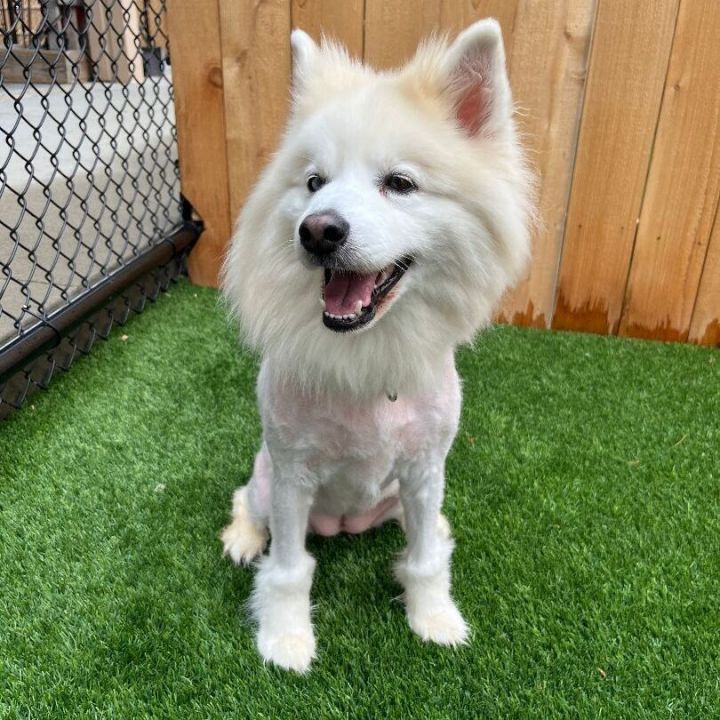 Kali, an adoptable American Eskimo Dog & Husky Mix in Naperville, IL_image-3