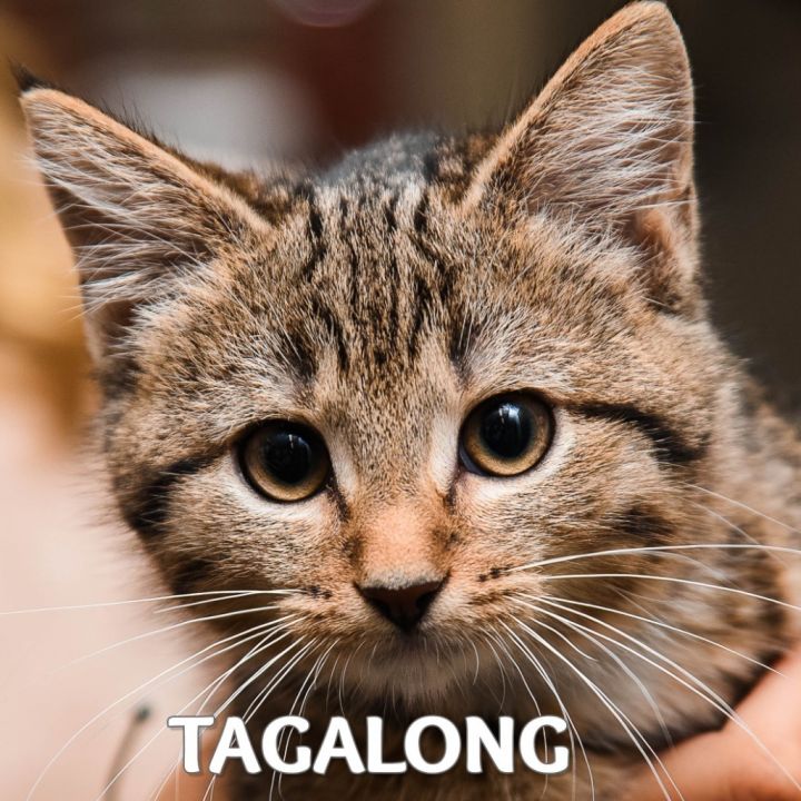 Tagalong, an adoptable Domestic Short Hair in Johnstown, PA_image-1