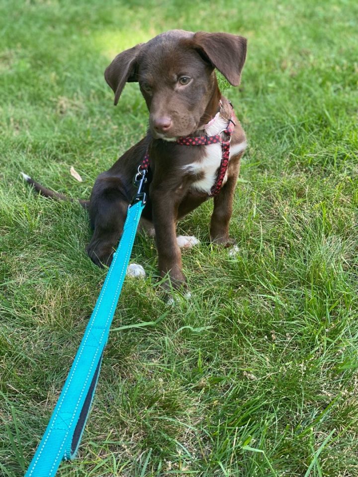 Costello, an adopted Labrador Retriever Mix in Rochester, NY_image-6