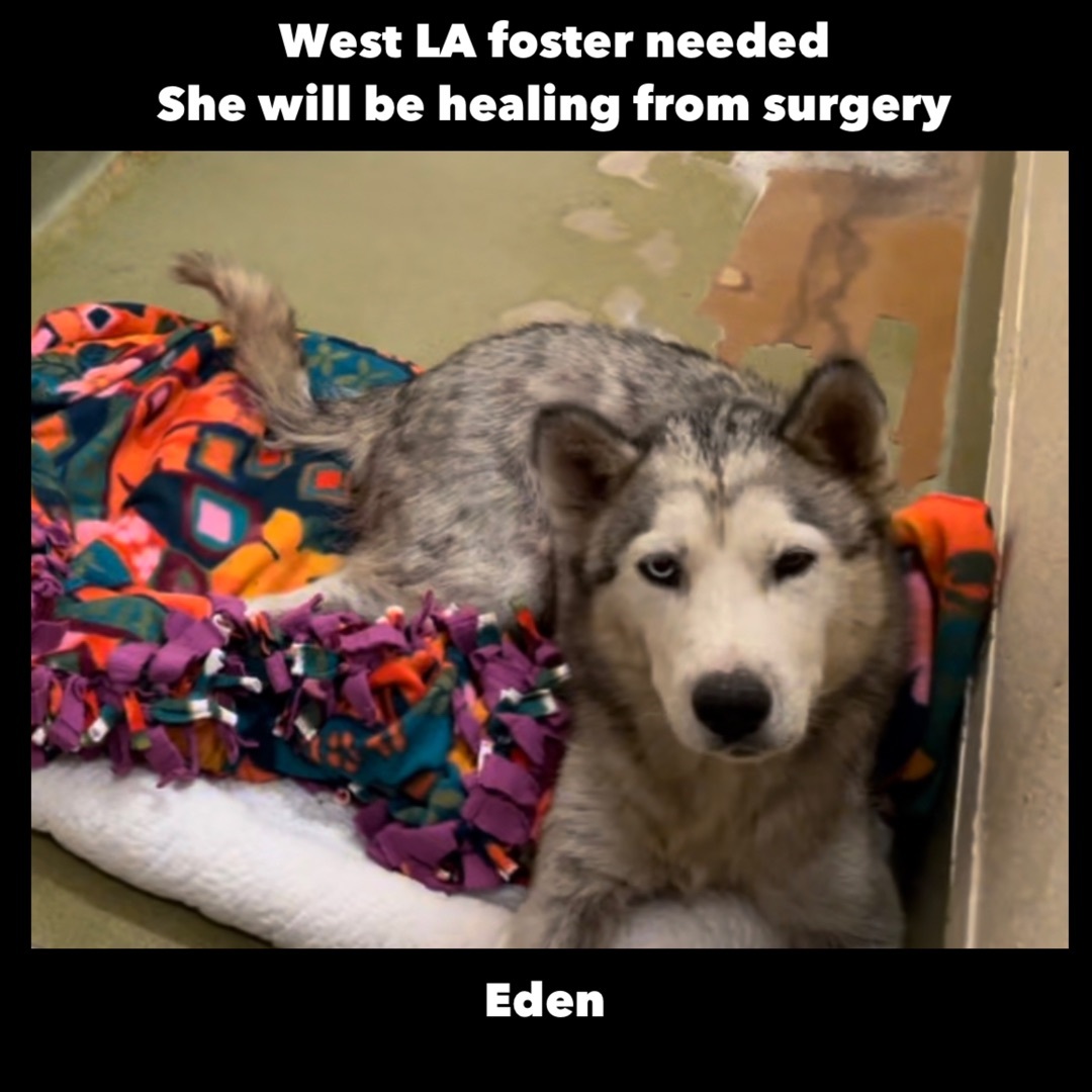 Eden - foster needed (west LA area)