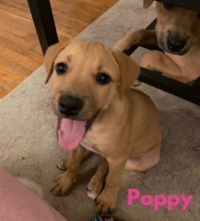 Baby Poppy