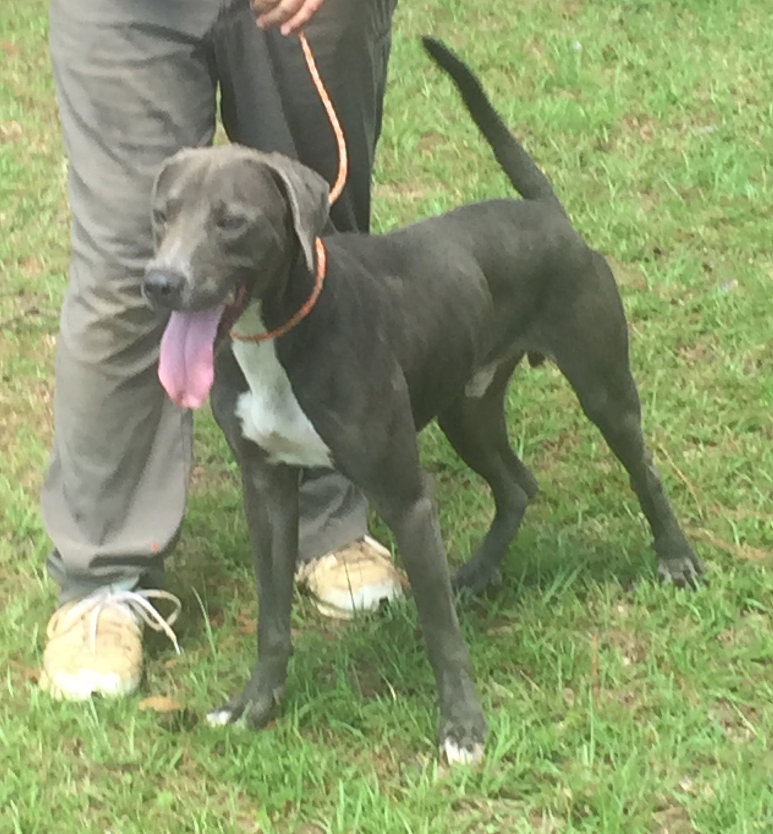 Dorian, an adoptable Weimaraner in Slidell, LA, 70469 | Photo Image 1