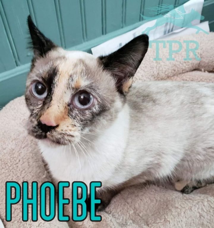 PHOEBE - WOBBLY CAT!!!, an adoptable Siamese Mix in Lincoln, NE_image-1