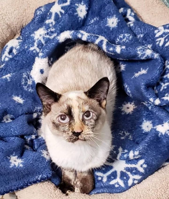 PHOEBE - WOBBLY CAT!!!, an adoptable Siamese Mix in Lincoln, NE_image-2