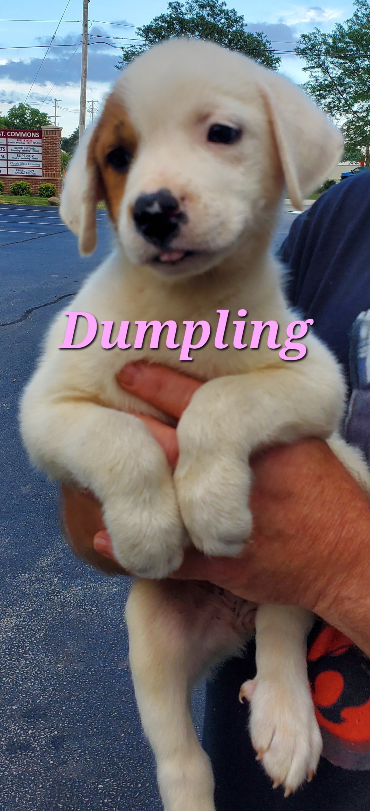 Dumpling