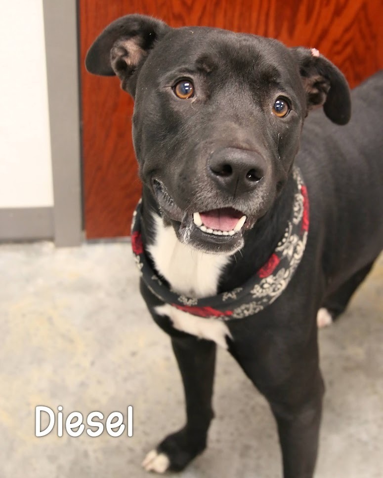 Diesel