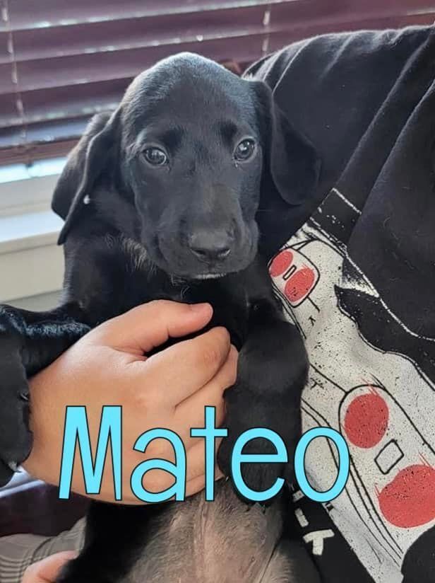 Mateo