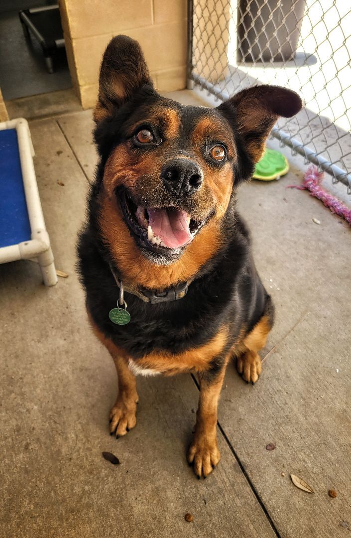 Bella, an adoptable German Shepherd Dog in Eglin AFB, FL, 32542 | Photo Image 1