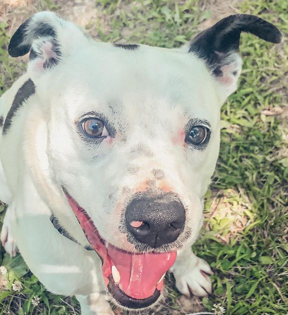 Jango, an adoptable Anatolian Shepherd in Portsmouth, OH, 45662 | Photo Image 2