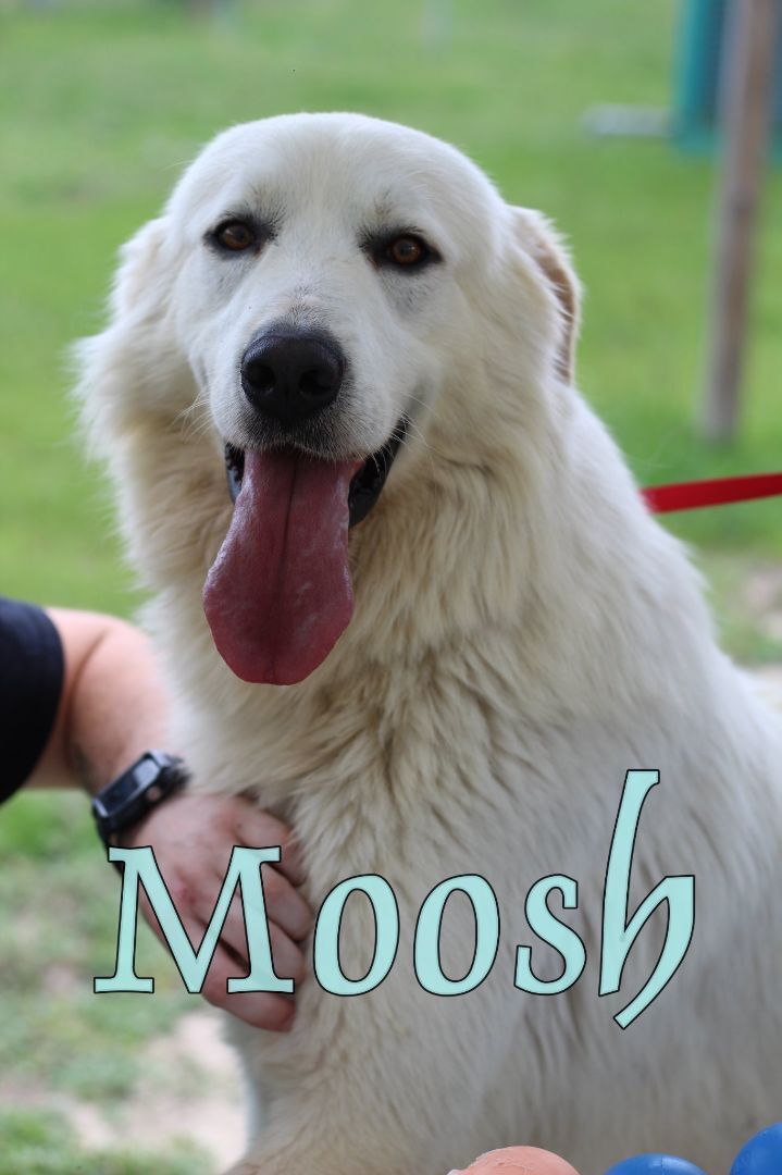 Moosh