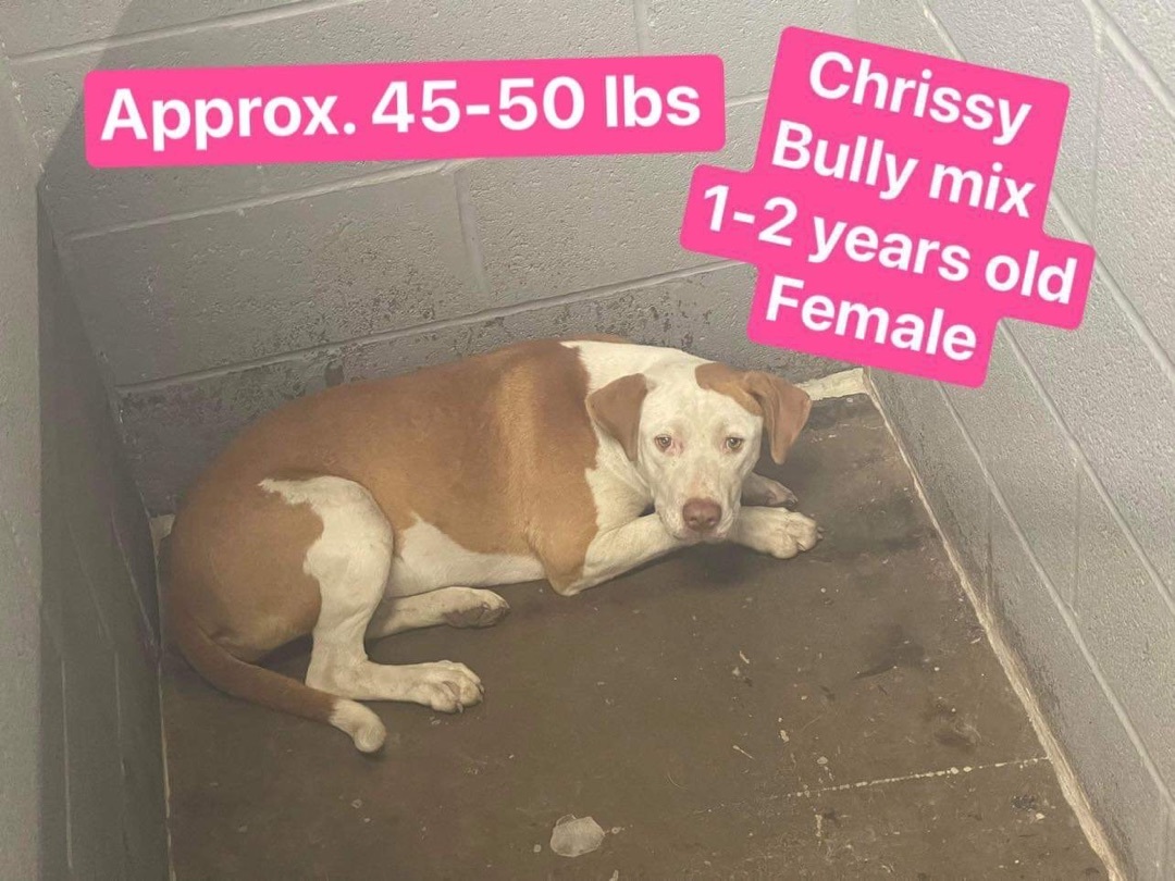 Pre Adopt Chrissy