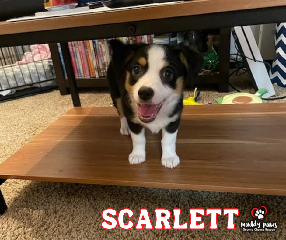 Scarlett - no longer accepting applications