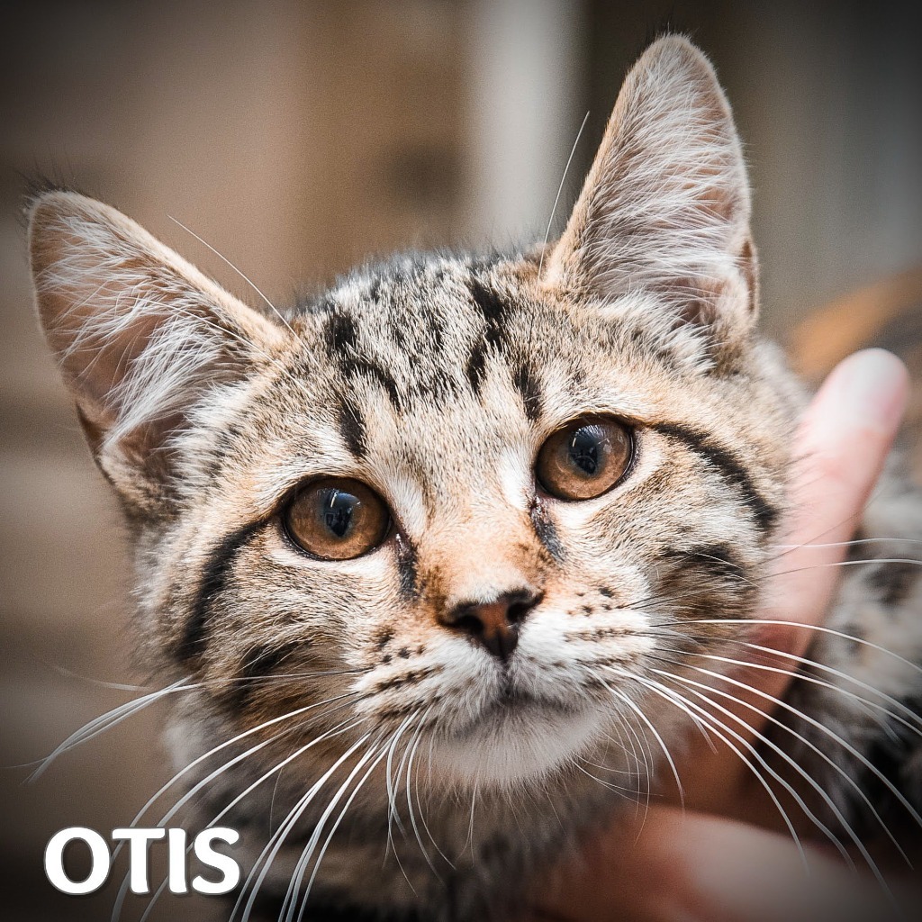 Otis detail page