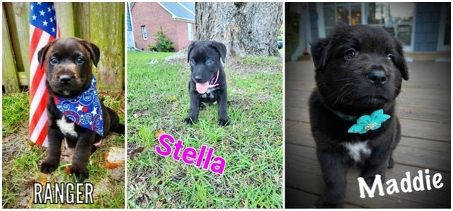 Ranger, Stella, and Maddie