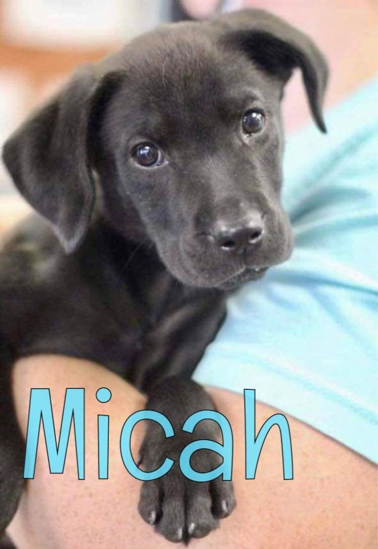 Micah