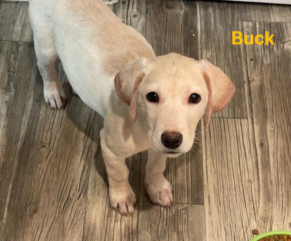 Buck (Pearlie's Pups)