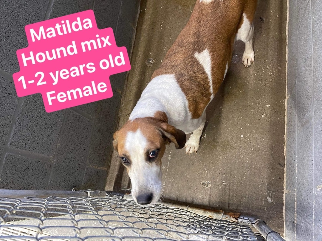 Pre Adopt Matilda