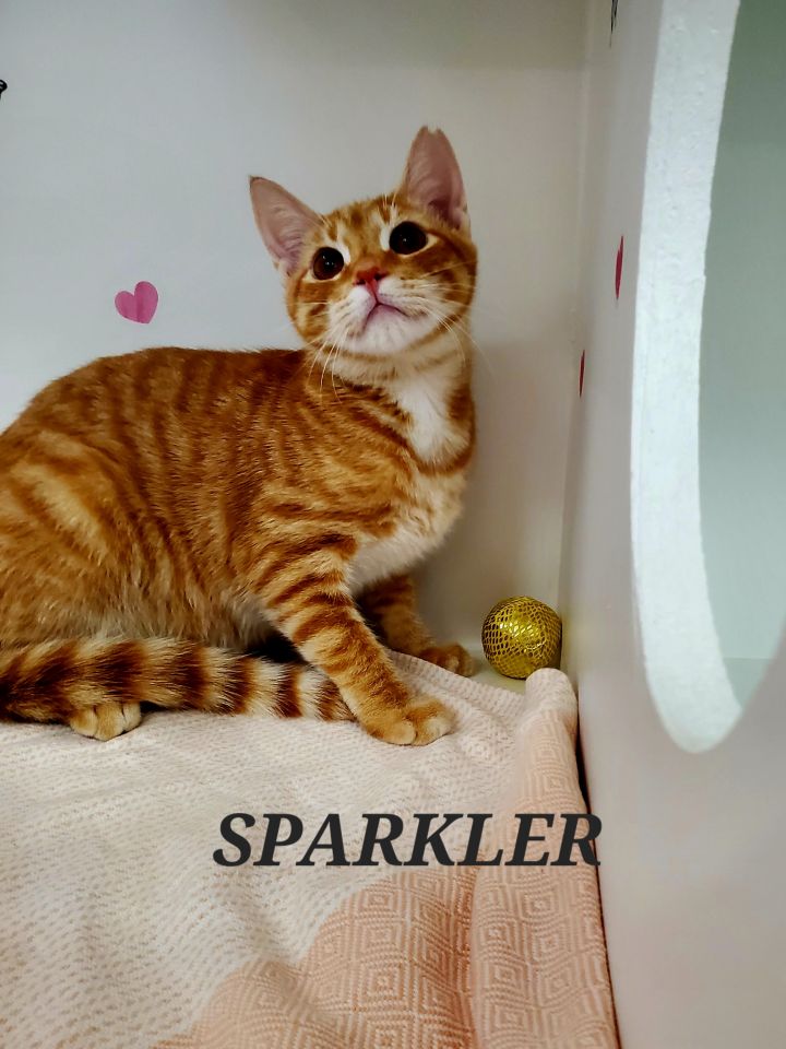 Sparkler, an adoptable Domestic Short Hair in Honolulu, HI_image-1