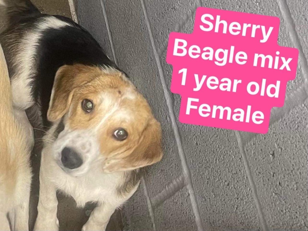 Pre Adopt Sherry