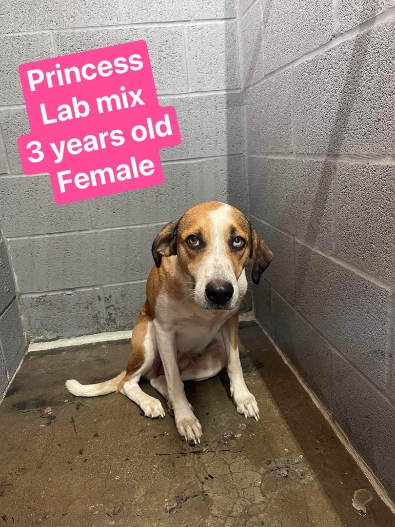 Pre Adopt Princess