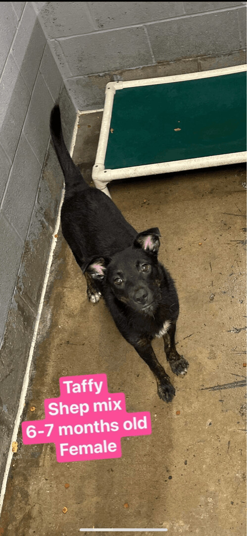 Pre Adopt Toots and Taffy