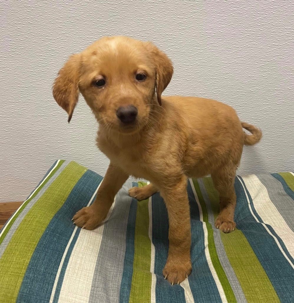 Monkey aka Under Armour, an adoptable Labrador Retriever, Dalmatian in Maryville, MO, 64468 | Photo Image 2