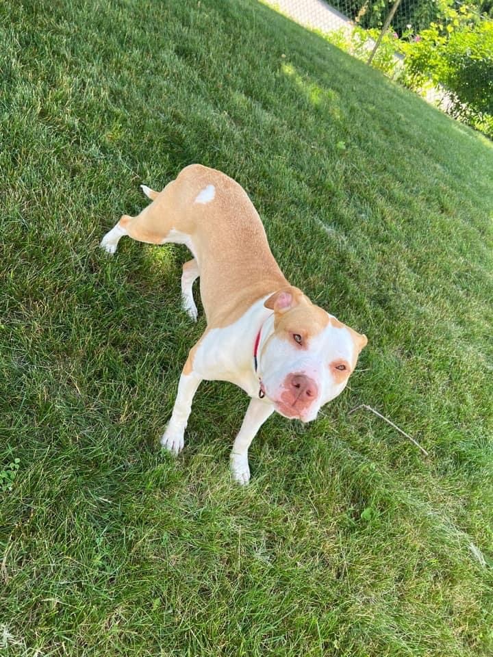 Olive, an adoptable Pit Bull Terrier Mix in Kentwood, MI_image-1