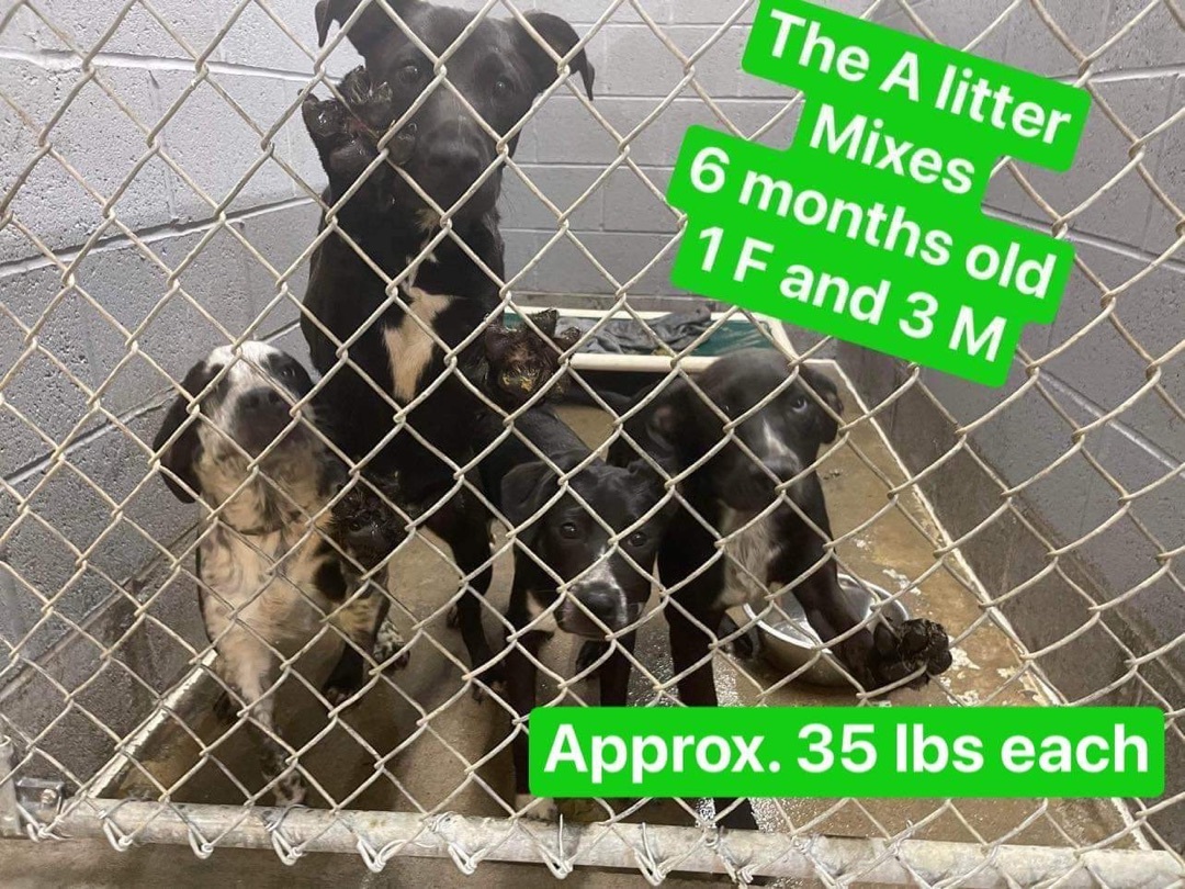 Pre Adopt The A Litter