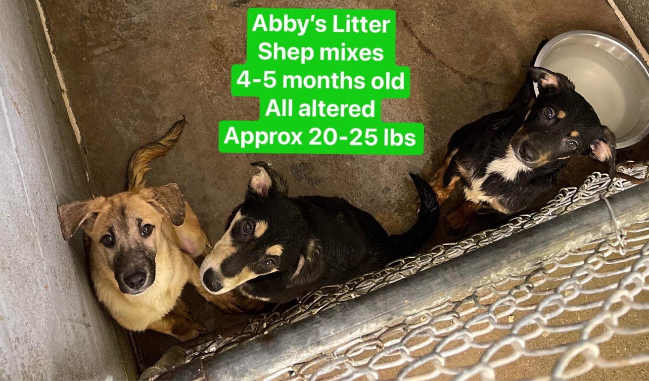 Abbyâ€™s Litter