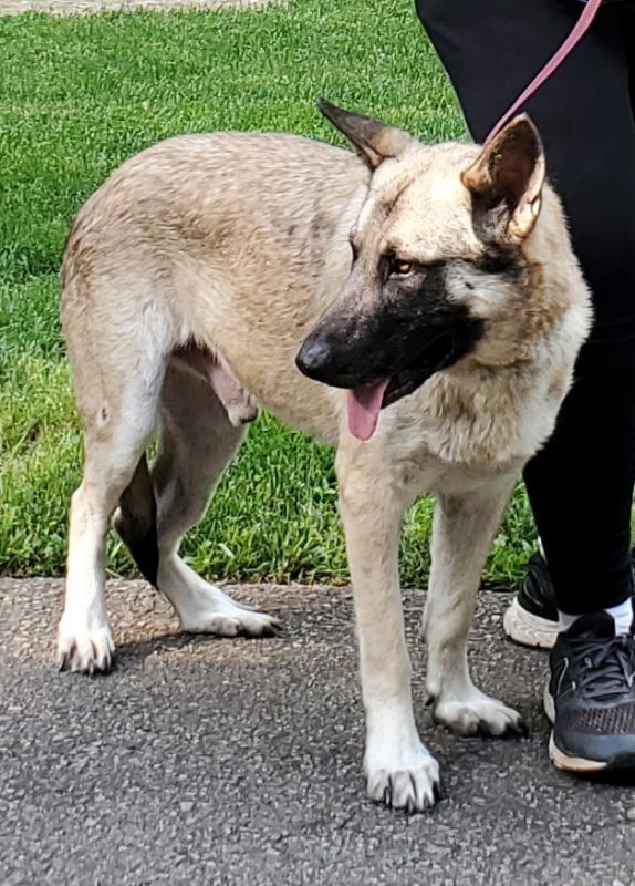 Elkhound german store shepherd mix puppy