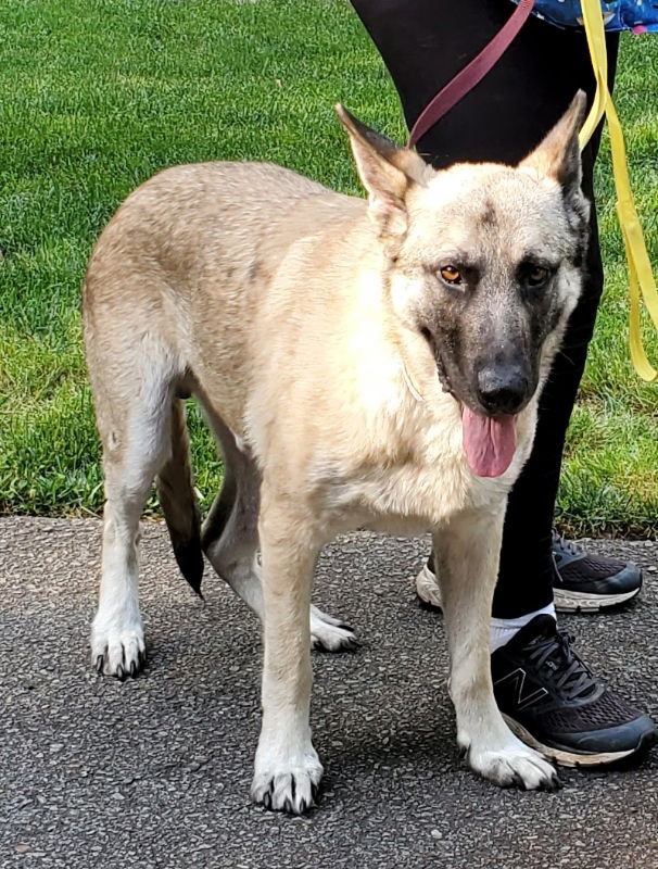 Norwegian elkhound deals shepherd mix