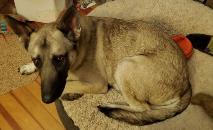 norwegian elkhound german shepherd mix