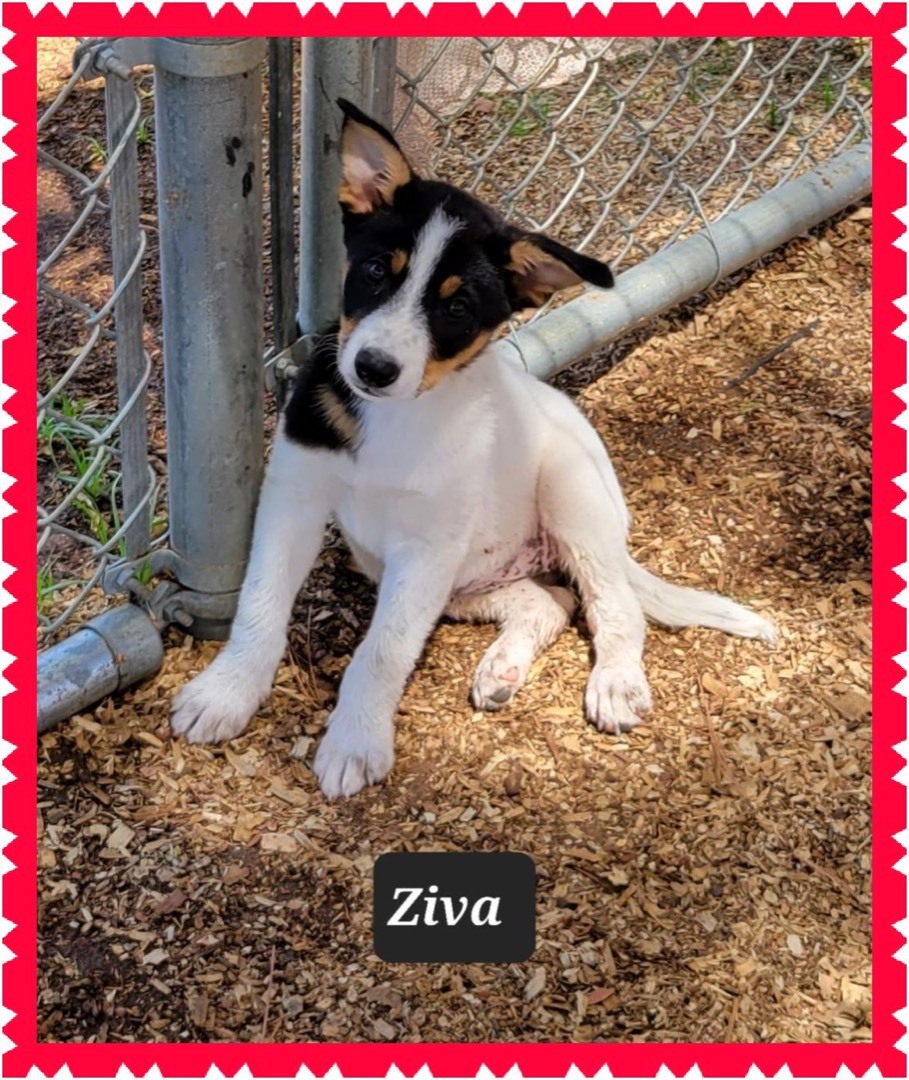 Ziva