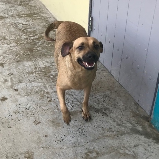 Dog for adoption - Olena, a Mixed Breed in San Juan, PR | Petfinder