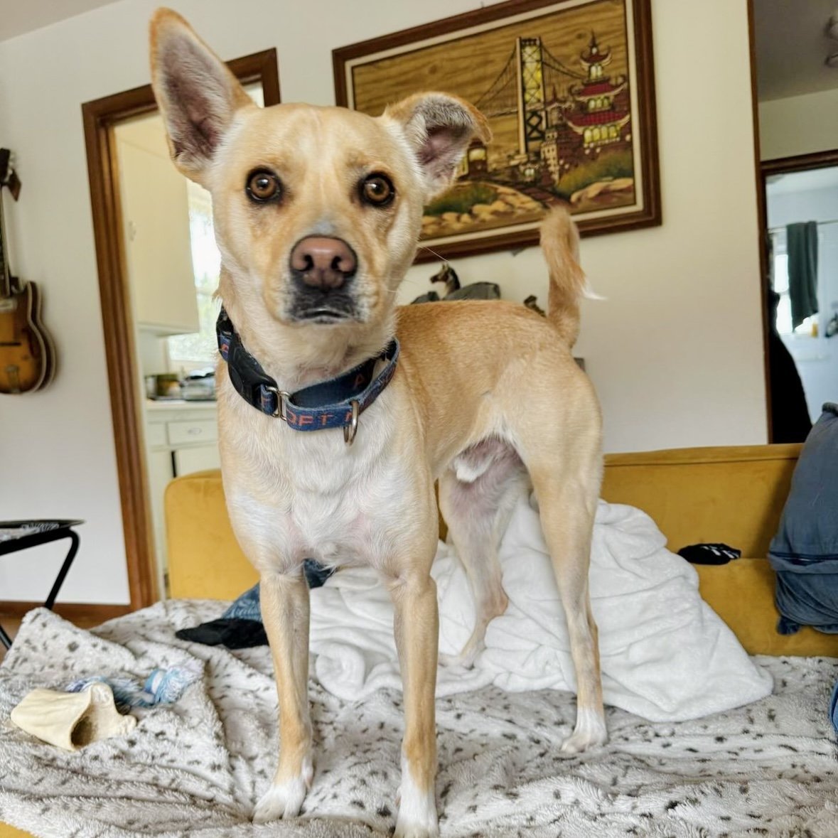 Kirby, an adoptable Carolina Dog, Chihuahua in Oakland, CA, 94601 | Photo Image 2