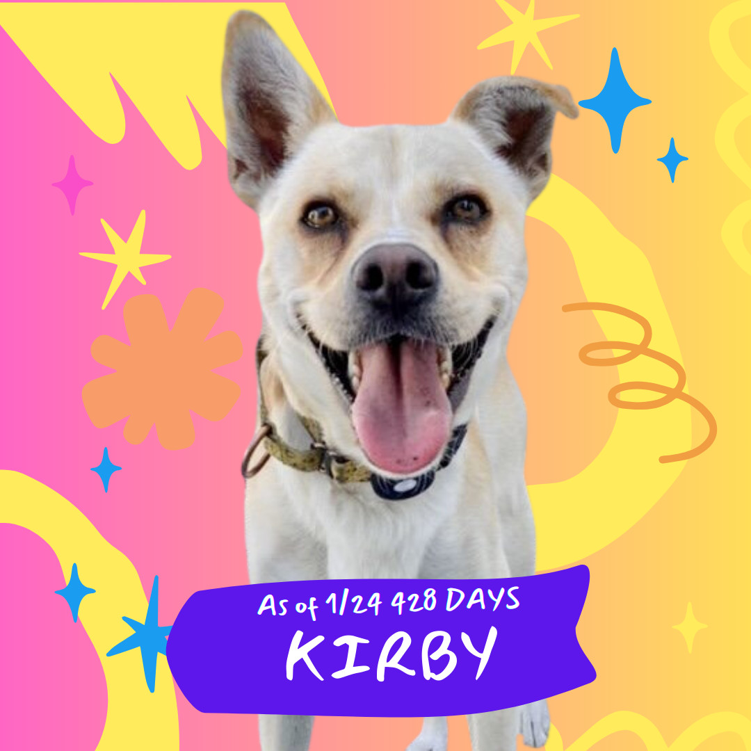 Kirby, an adoptable Carolina Dog, Chihuahua in Oakland, CA, 94601 | Photo Image 3