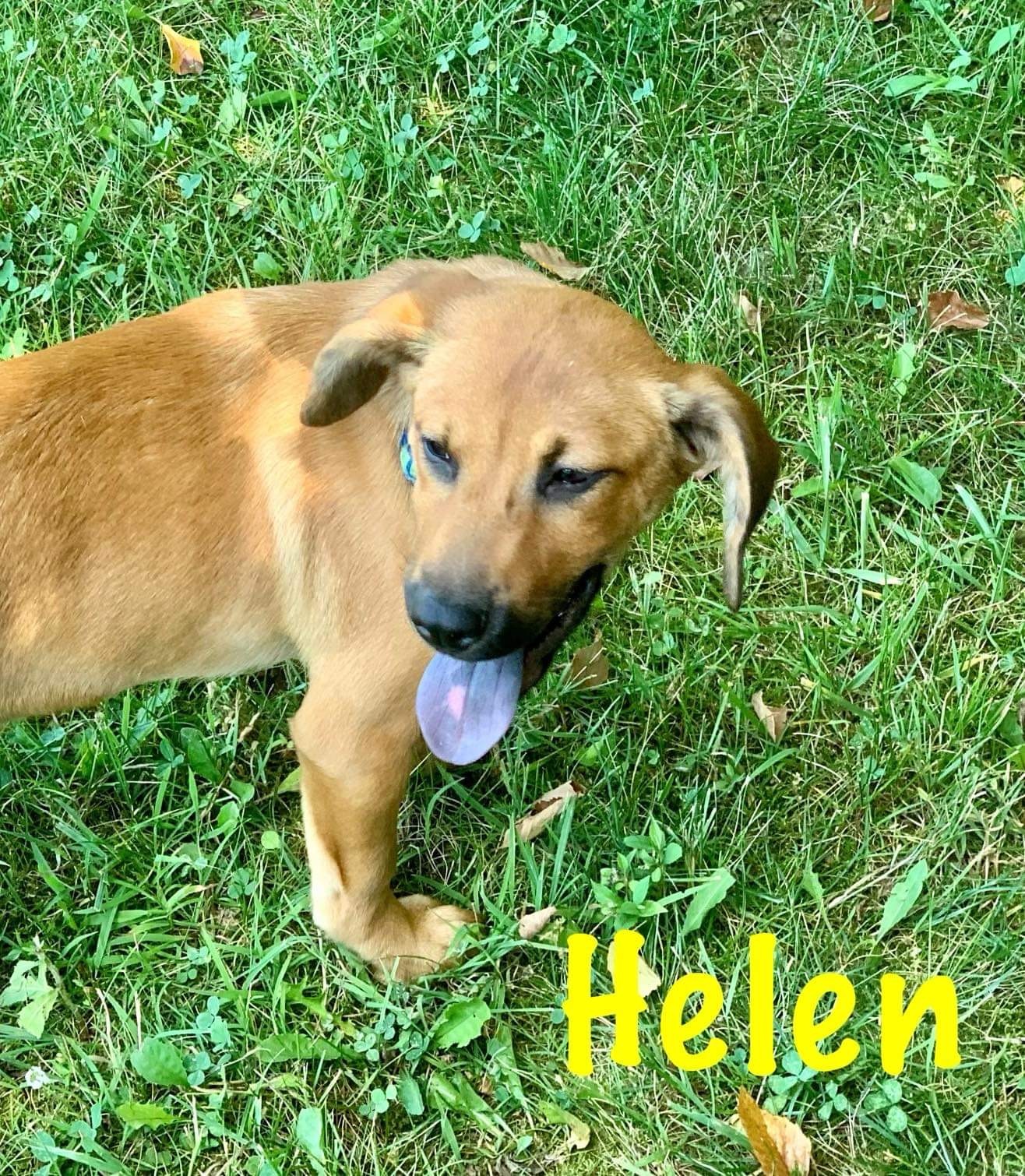 Helen (Pennis Pups)