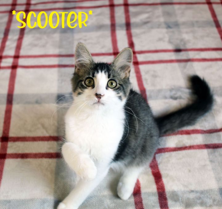 Scooter, an adopted Domestic Short Hair in Centerville, UT_image-1