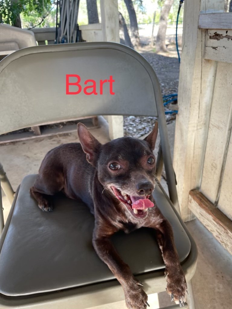 Bart