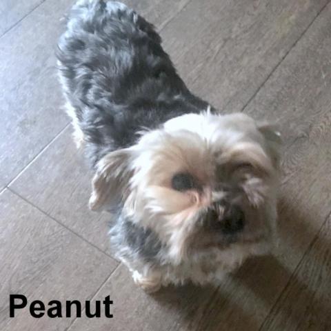 FOSTER NEEDED- Peanut