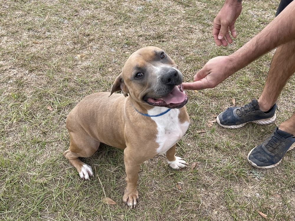 Cami, an adoptable Boxer in Troy, AL, 36081 | Photo Image 1