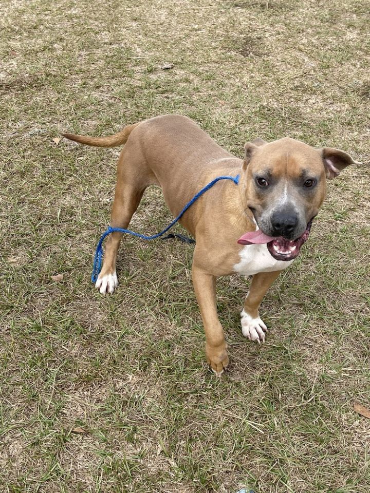 Cami, an adoptable Boxer Mix in Troy, AL_image-2