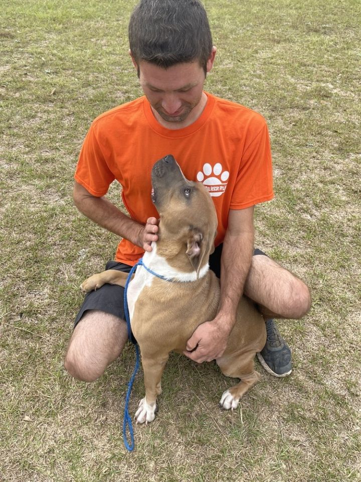Cami, an adoptable Boxer Mix in Troy, AL_image-3
